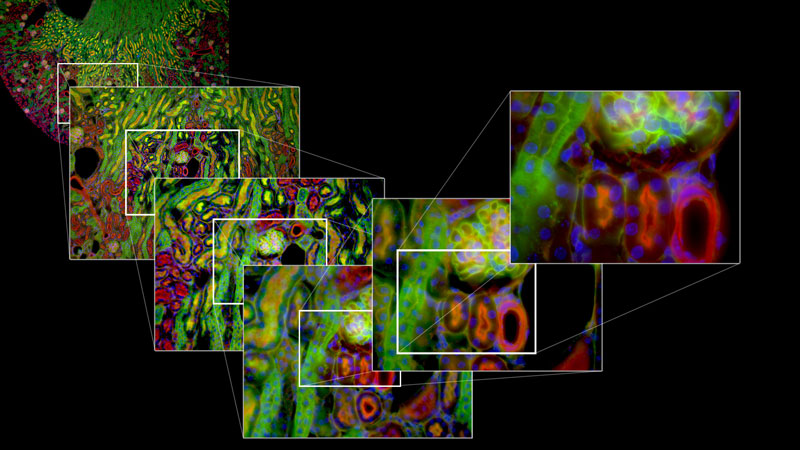 Molecular Probes Screensaver