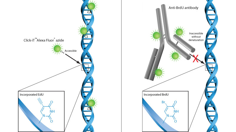 Click-iT™ EdU vs. BrdU