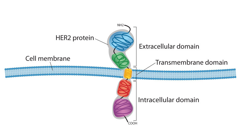 HER2 Protein